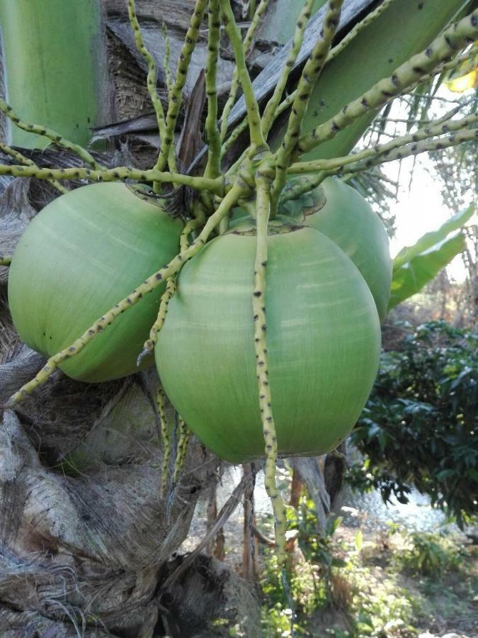 บ้านสวนปวิชญา เกษตรอินทรี Fang Luaran gambar